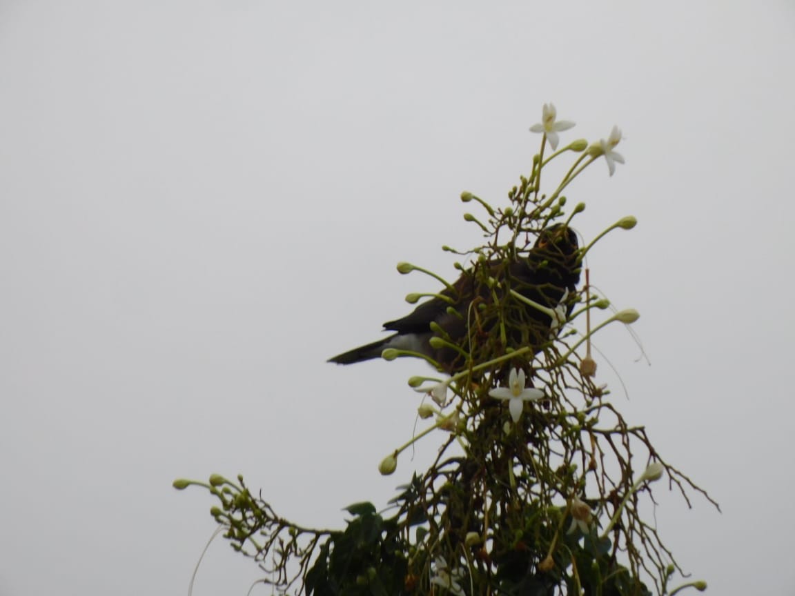 Common Myna - ML646398231