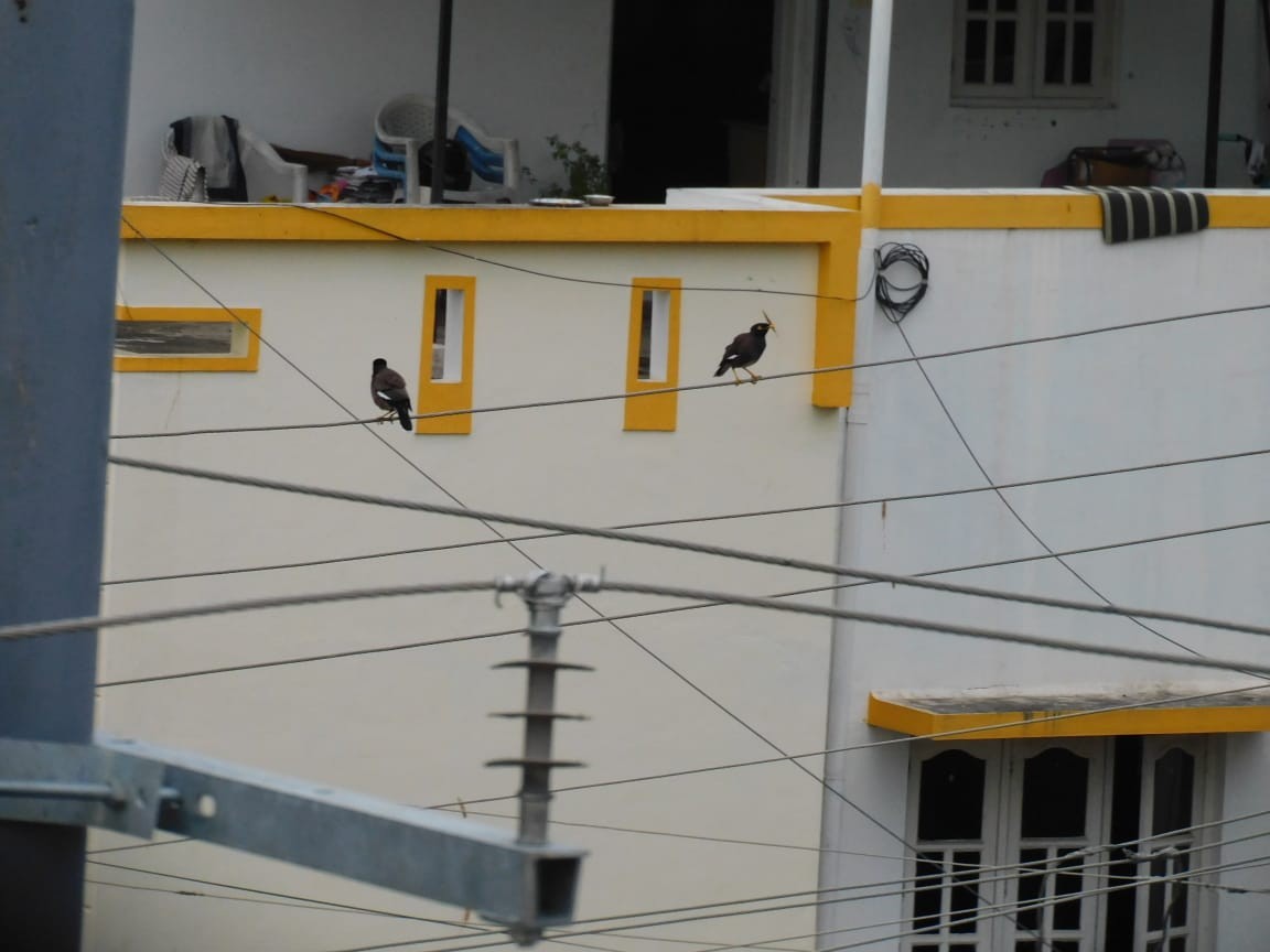 Common Myna - ML646398232