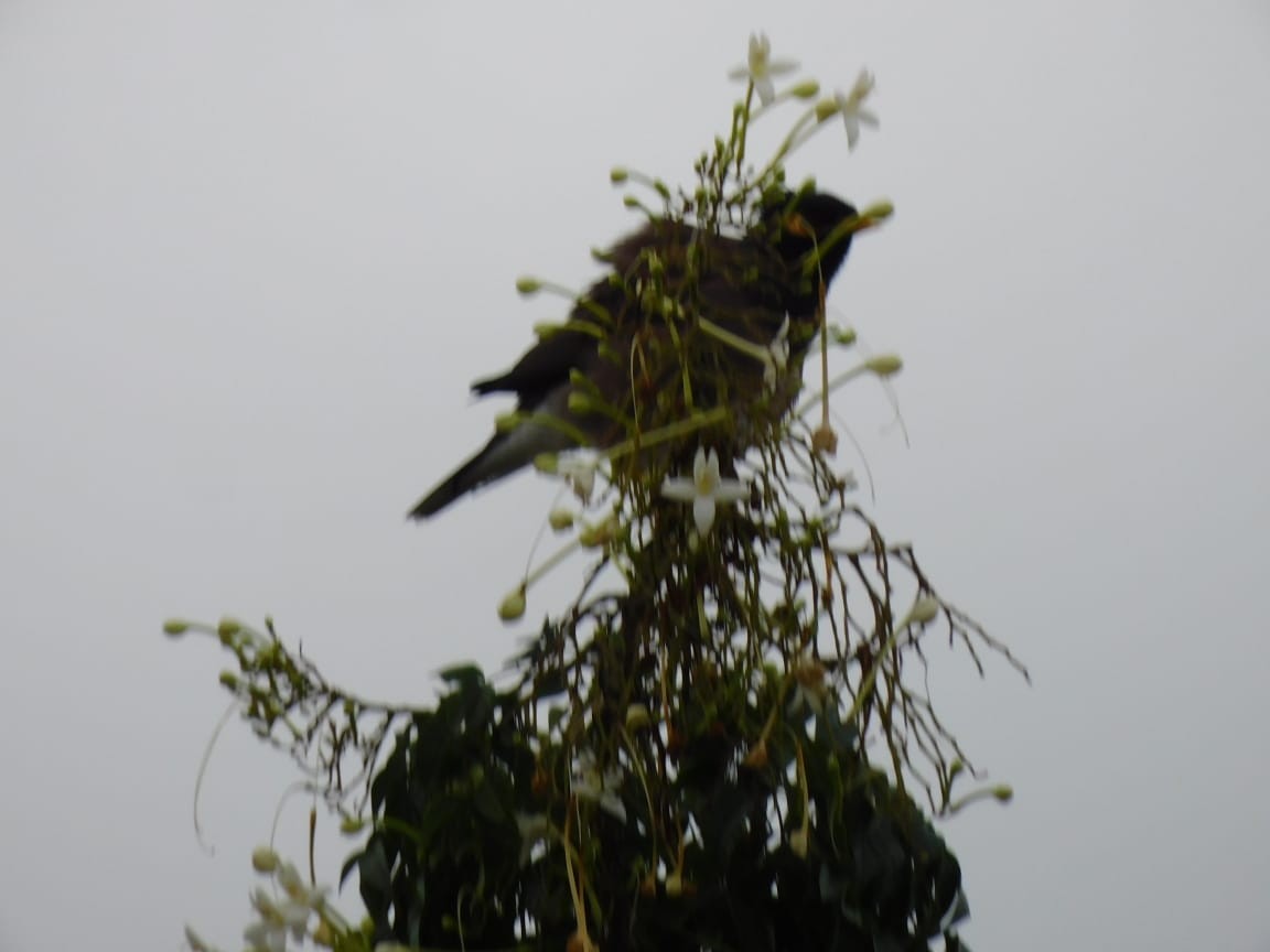 Common Myna - ML646398233