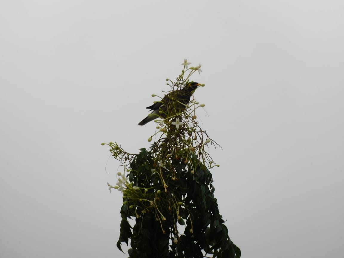Common Myna - ML646398234
