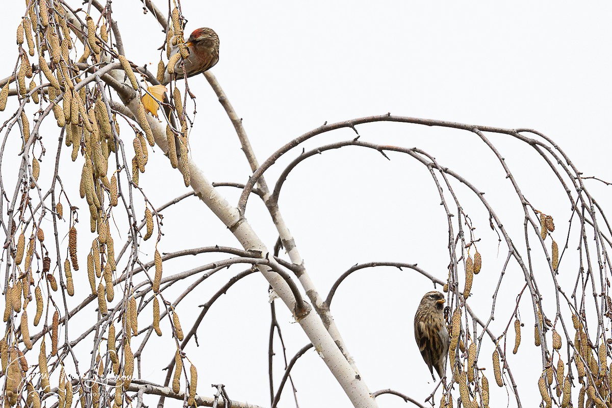 Redpoll (Lesser) - ML646398235