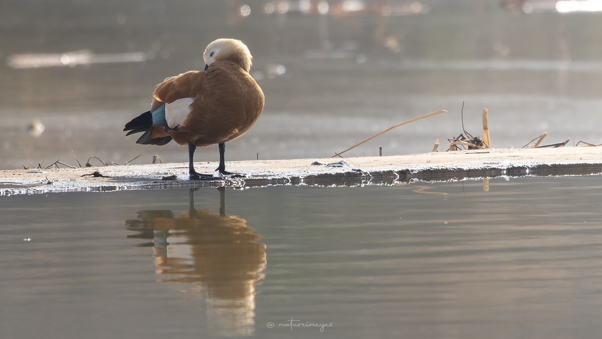 husice rezavá - ML646398238