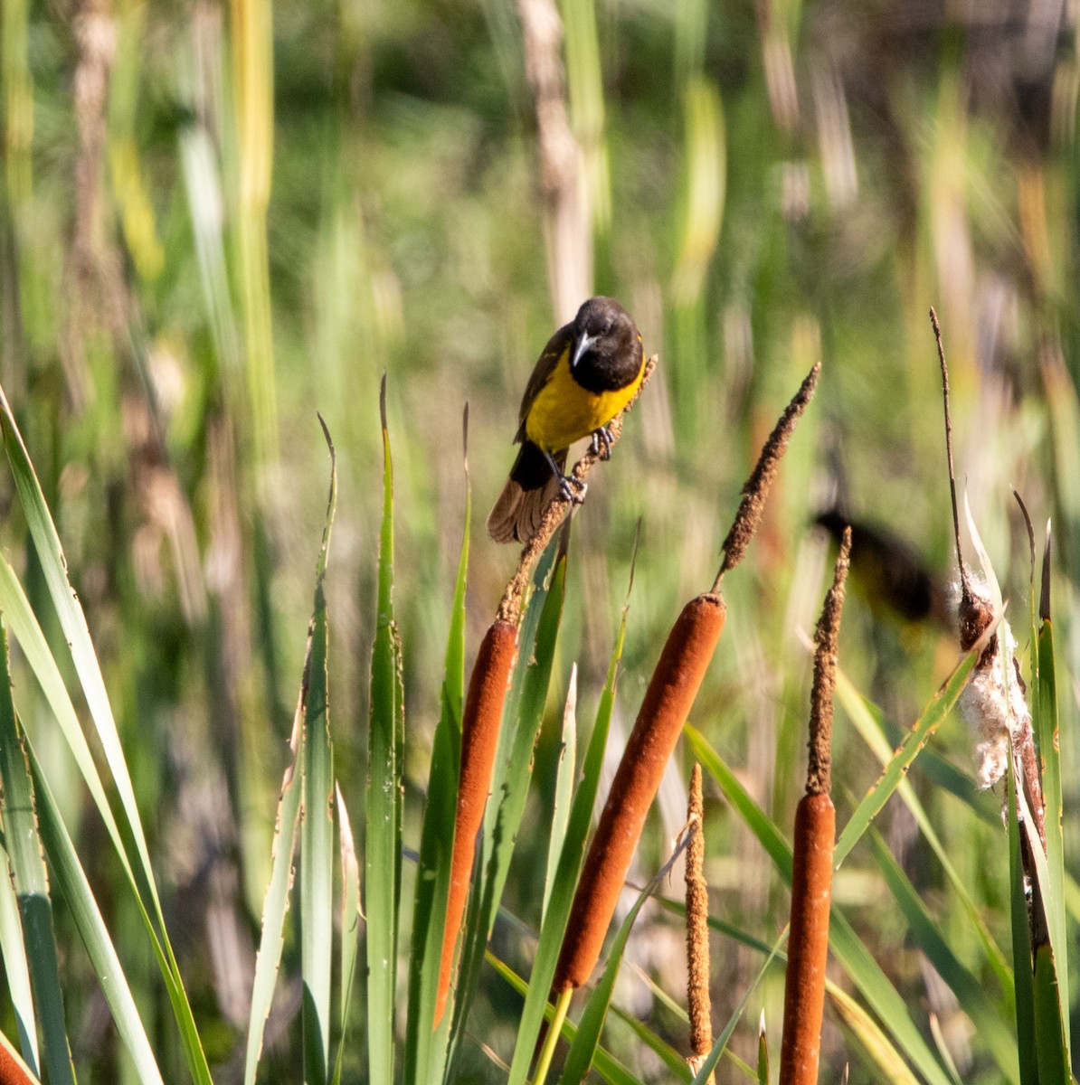 Yellow-rumped Marshbird - ML646398240