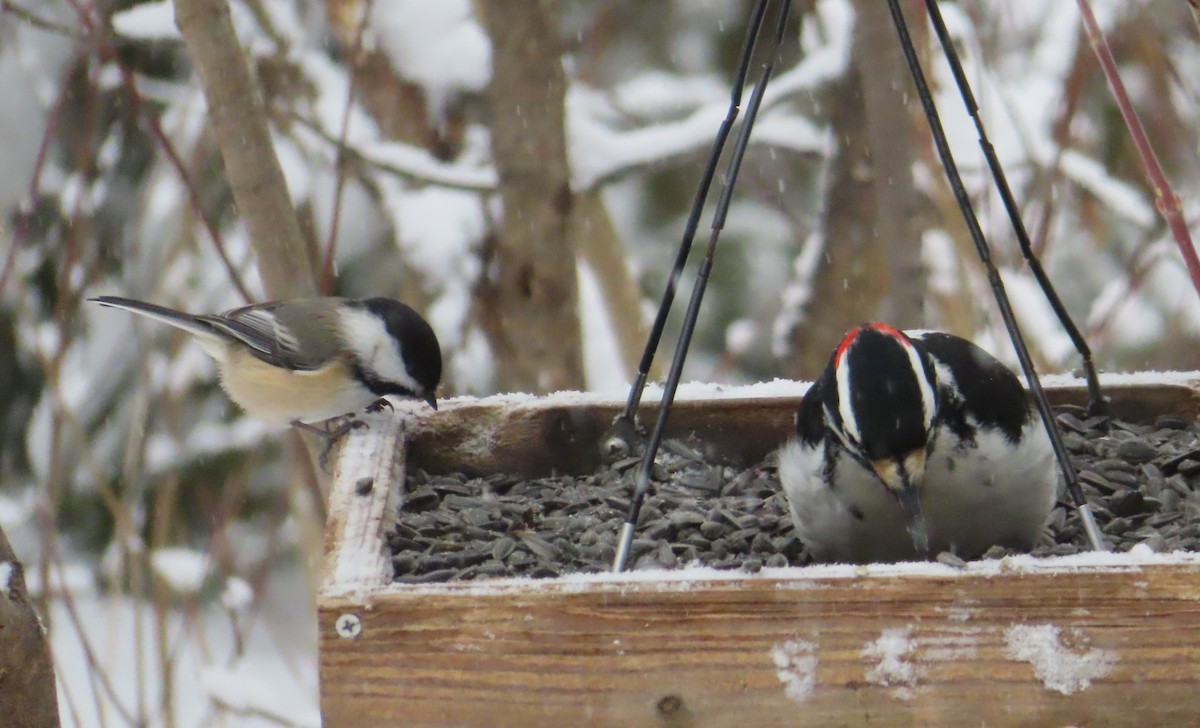 Black-capped Chickadee - ML646398241