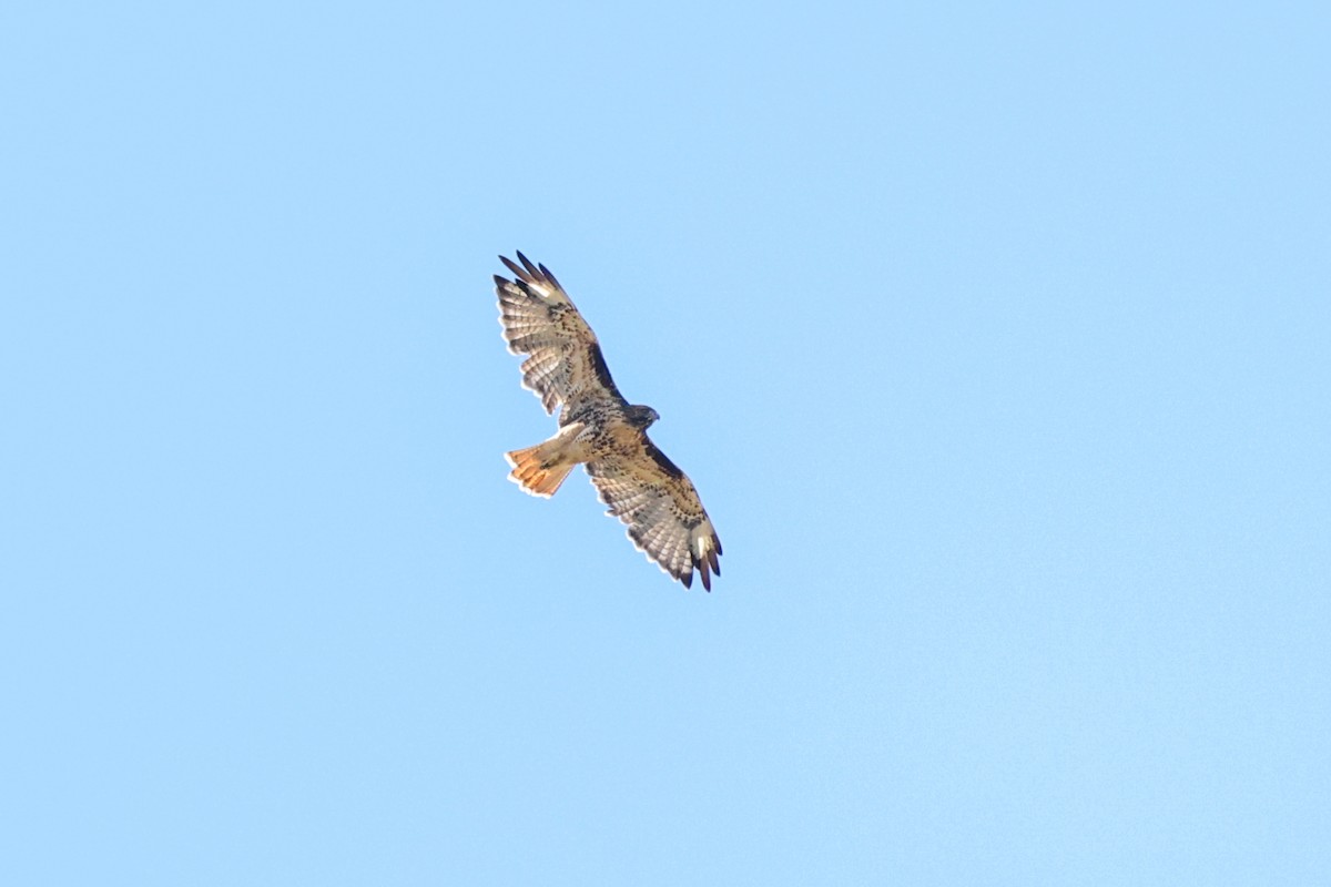 Kızıl Kuyruklu Şahin - ML646398242