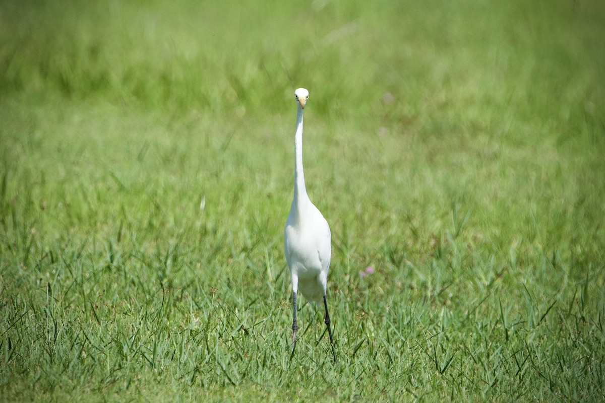 Medium Egret - ML646398243