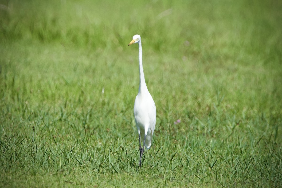 Medium Egret - ML646398244