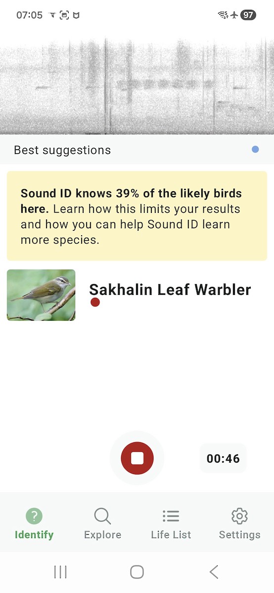 Sakhalin Leaf Warbler - ML646398245