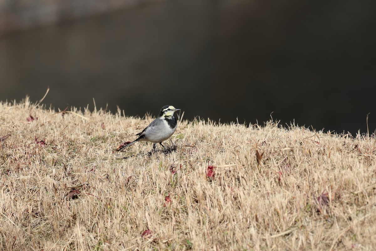 linerle - ML646398253