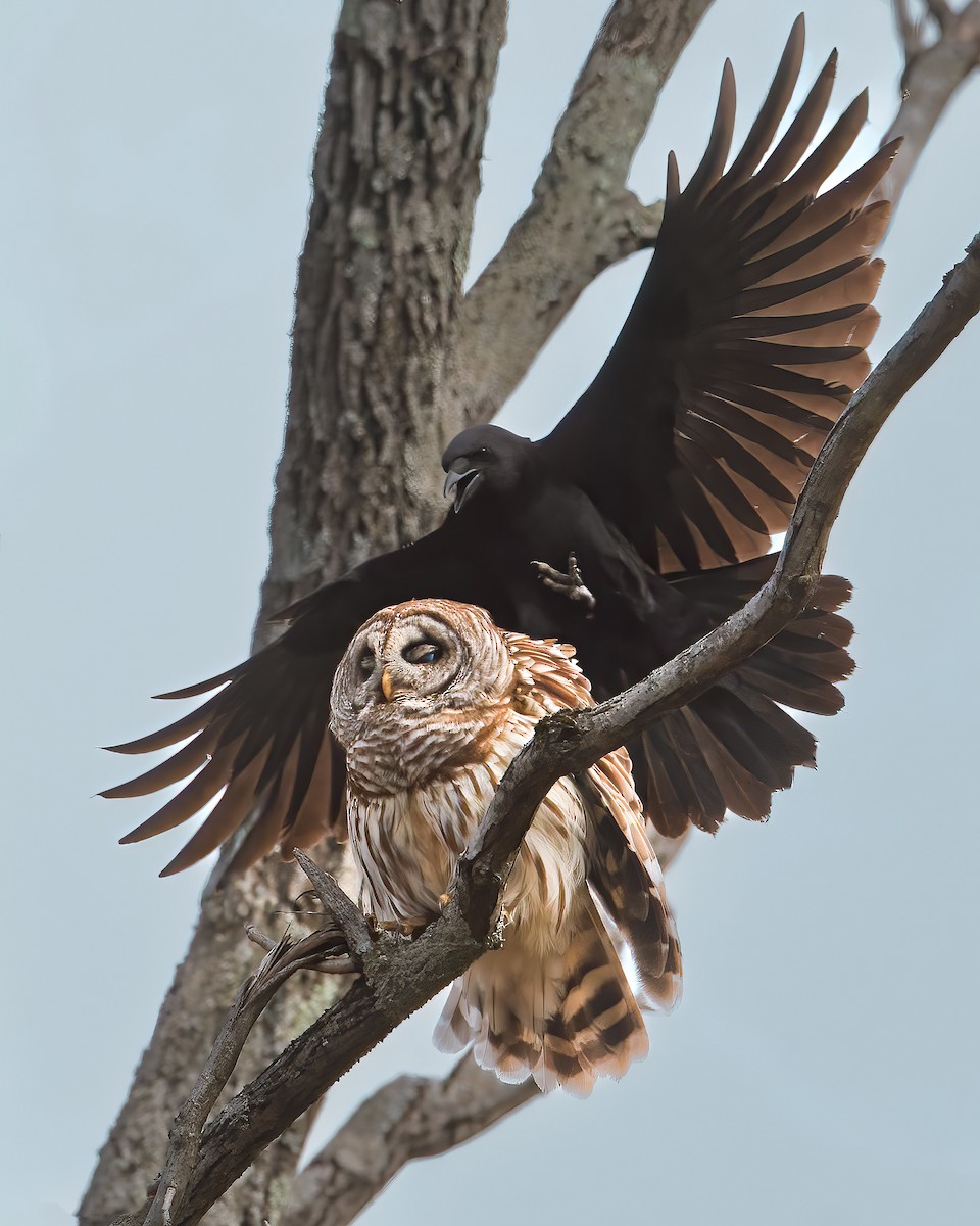 Barred Owl - ML646398254