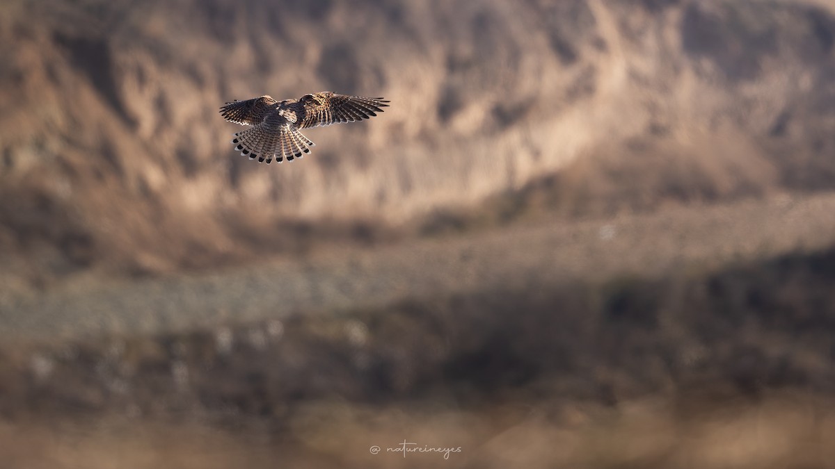 poštolka obecná - ML646398255