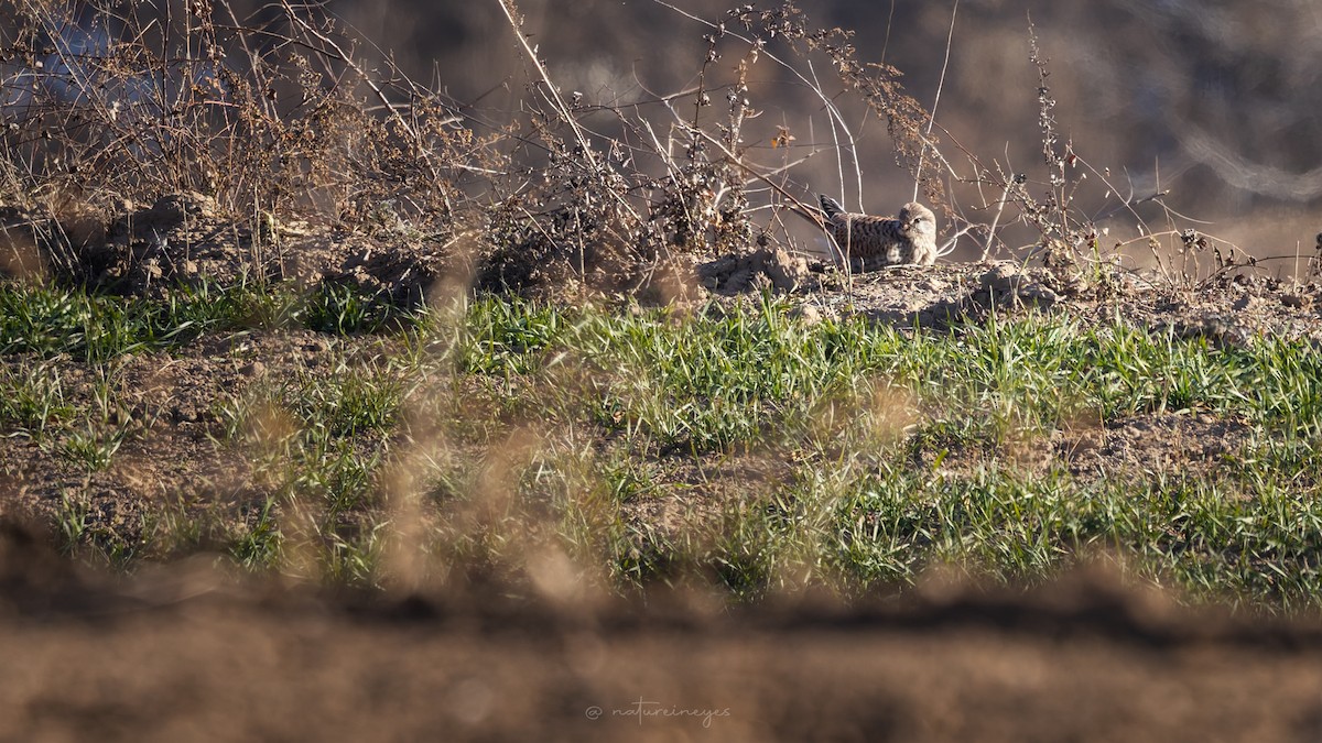 poštolka obecná - ML646398256