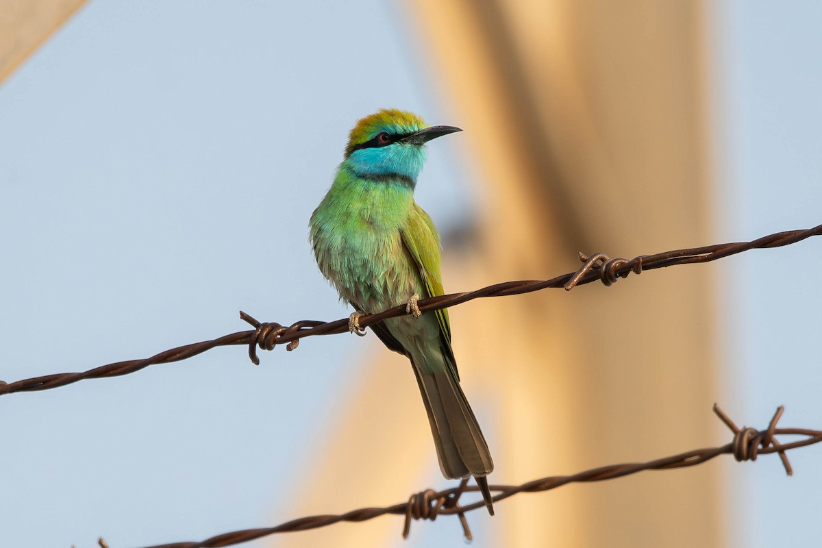 Arabian Green Bee-eater - ML646398258