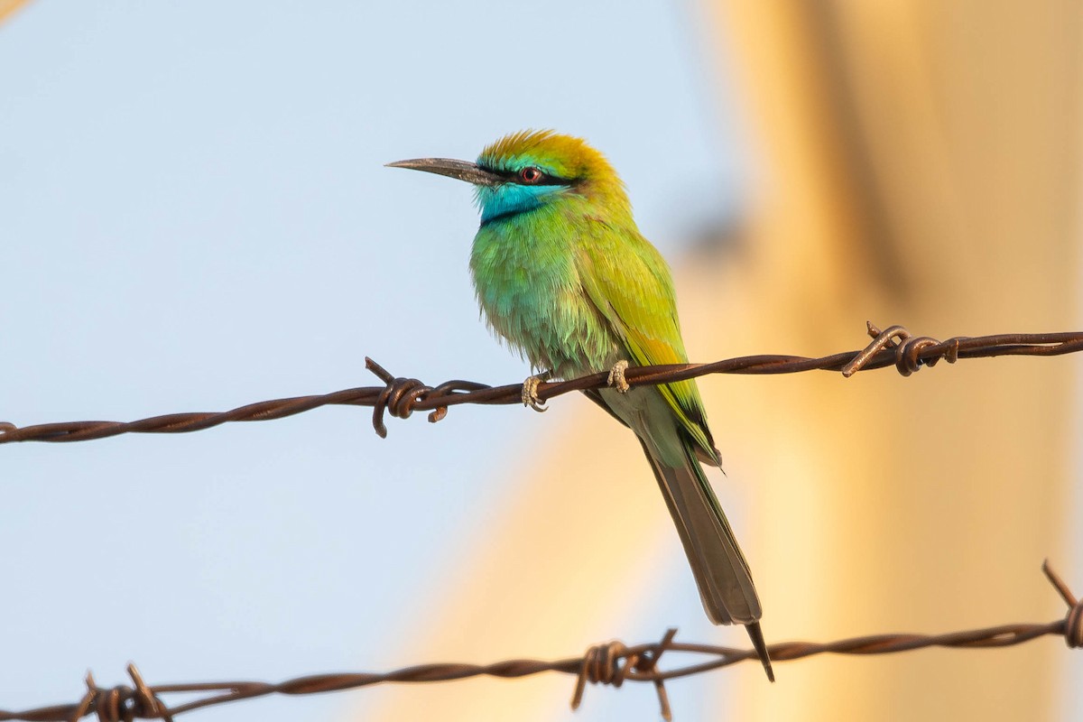 Arabian Green Bee-eater - ML646398259