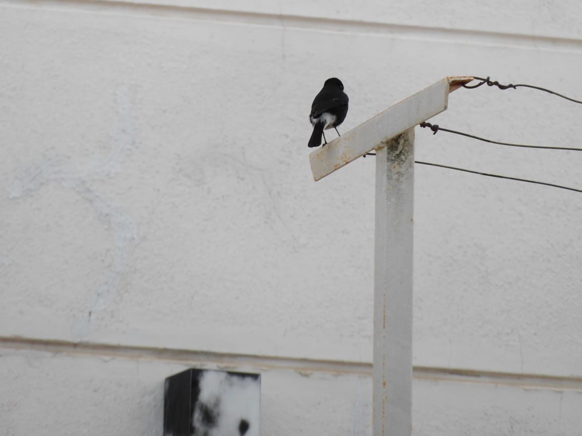 Pied Bushchat - ML646398261