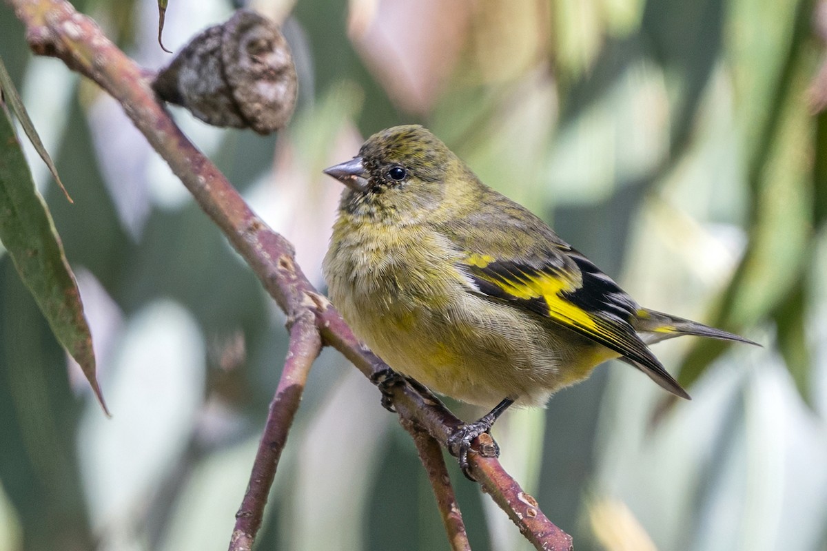 hettesisik - ML646398262