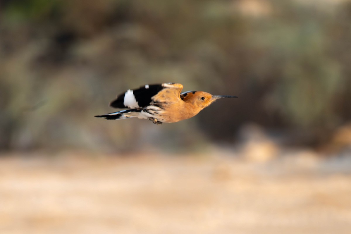 Common Hoopoe - ML646398264
