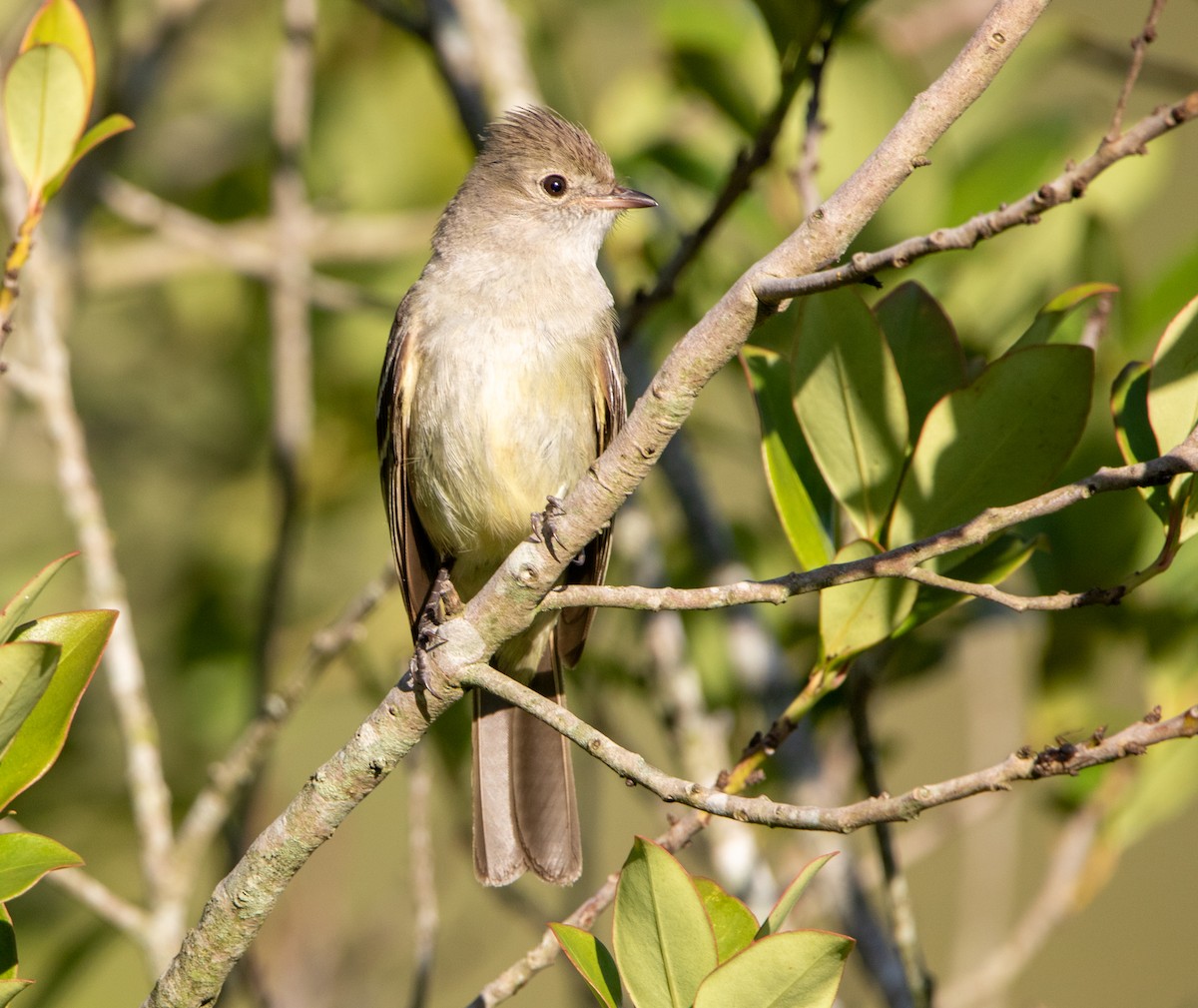 Yellow-bellied Elaenia - ML646398265