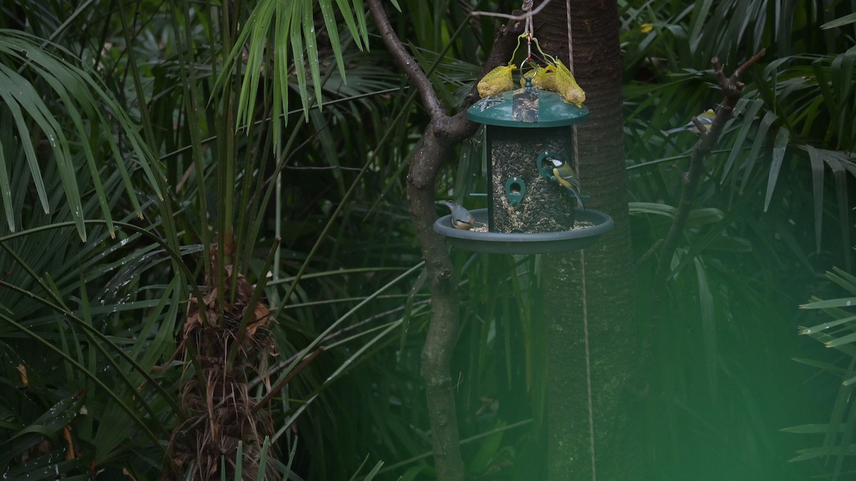 Eurasian Nuthatch - ML646398266