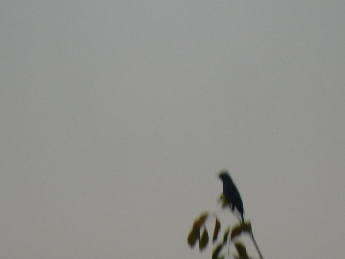 Verditer Flycatcher - ML646398267