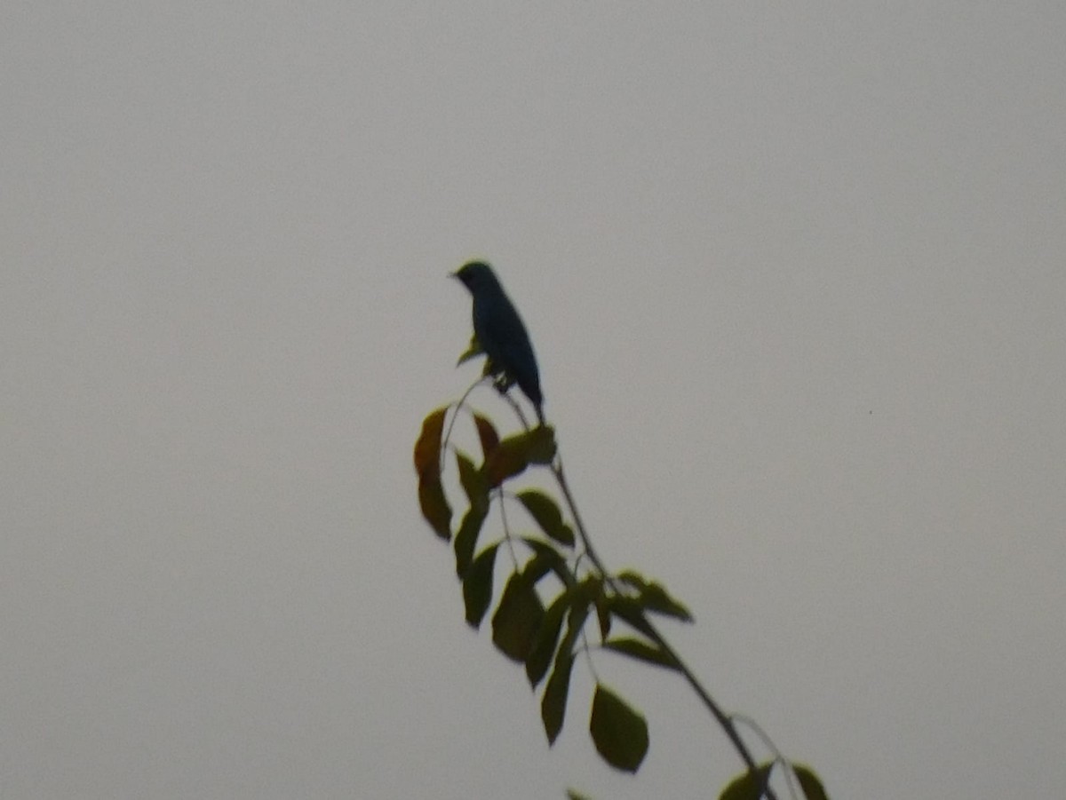 Verditer Flycatcher - ML646398268