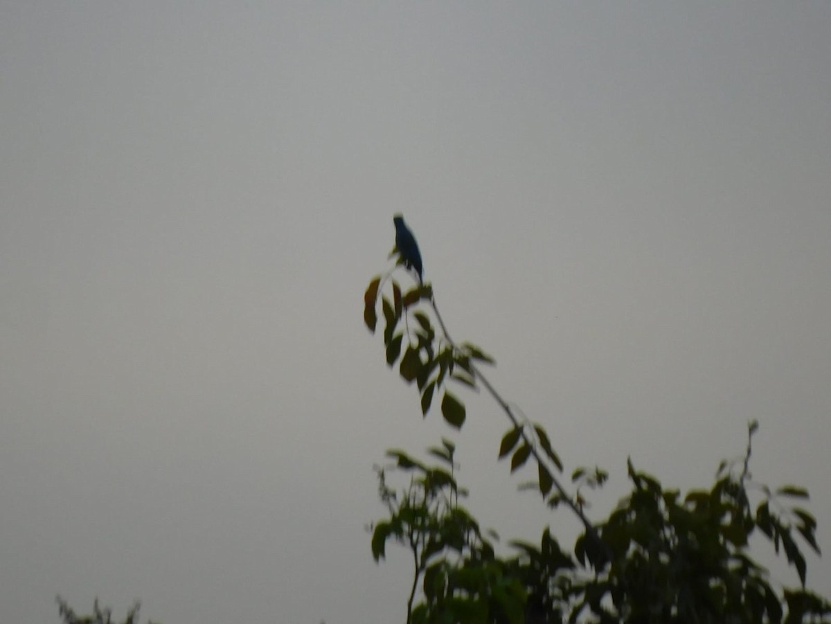 Verditer Flycatcher - ML646398269