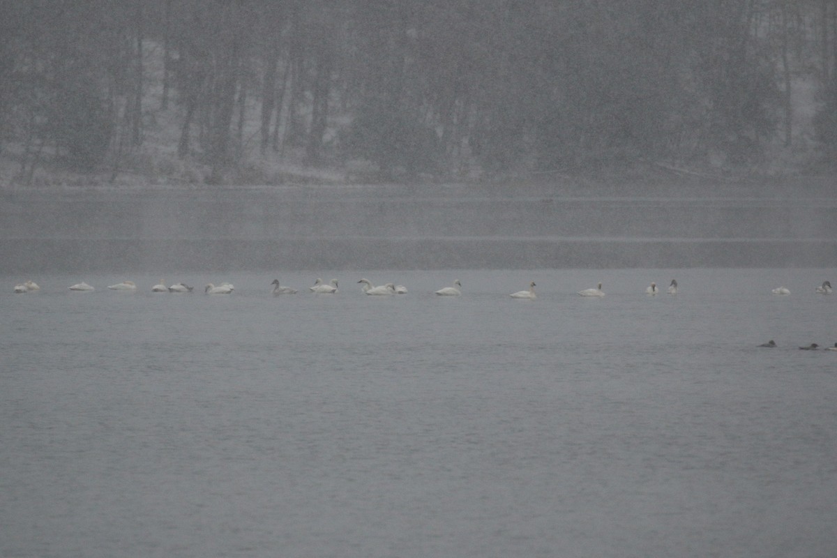 Лебідь чорнодзьобий - ML646398274