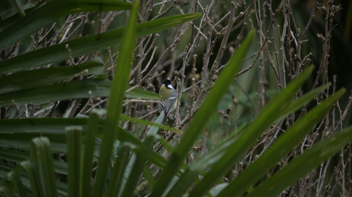Great Tit - ML646398275