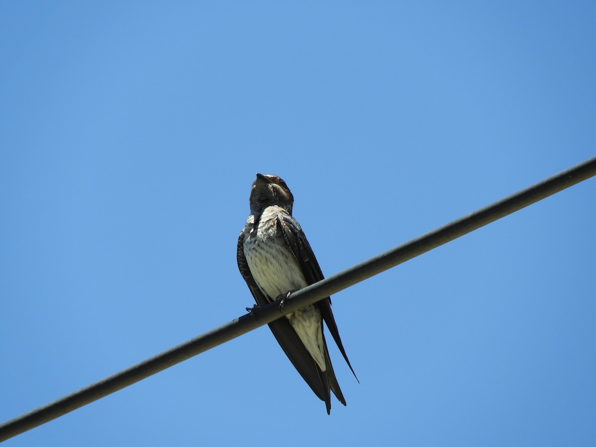 Gray-breasted Martin - ML646398277