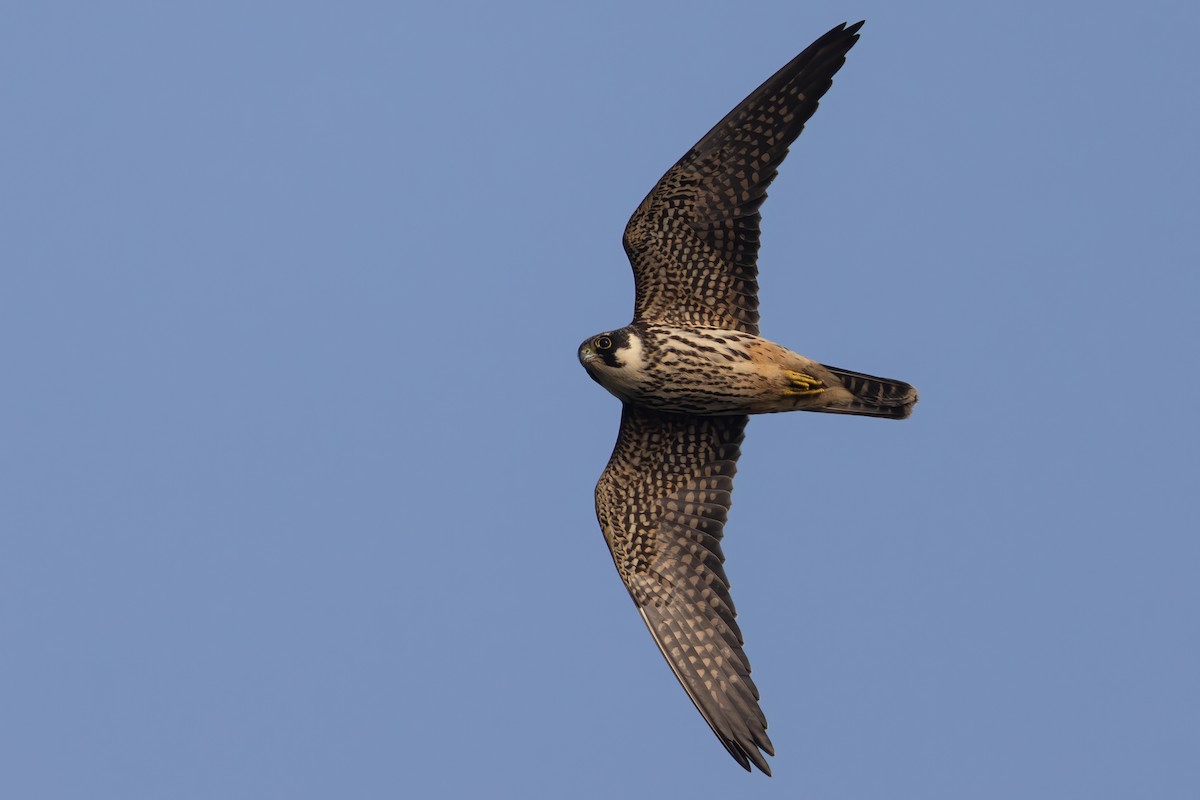 Eurasian Hobby - ML646398278