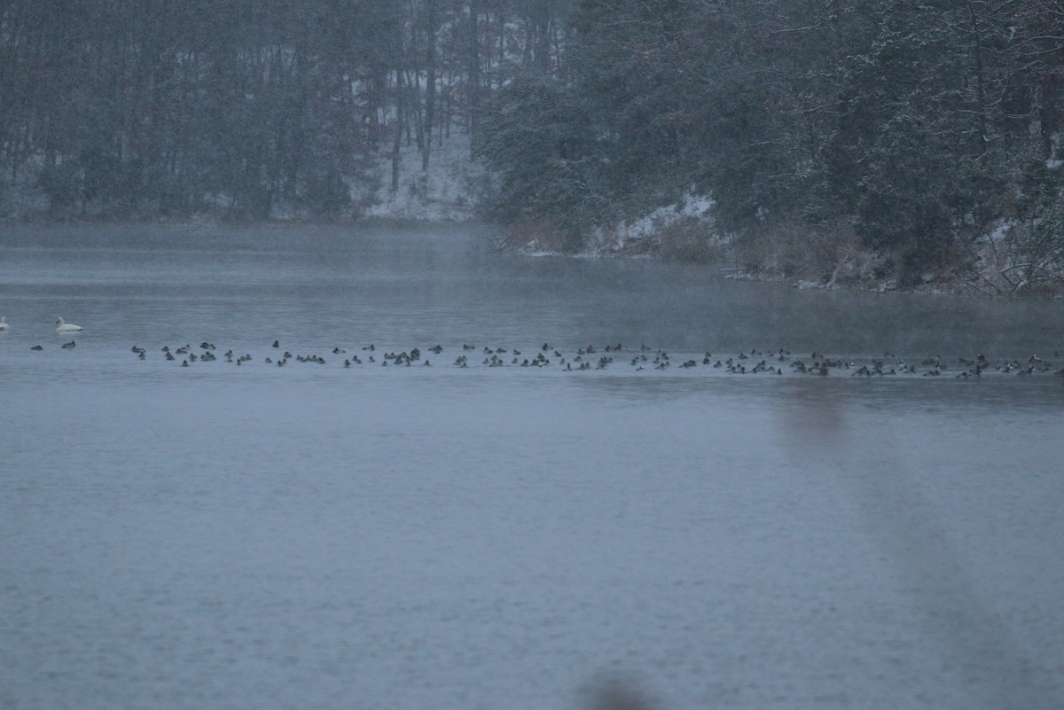 Чернь американська - ML646398279