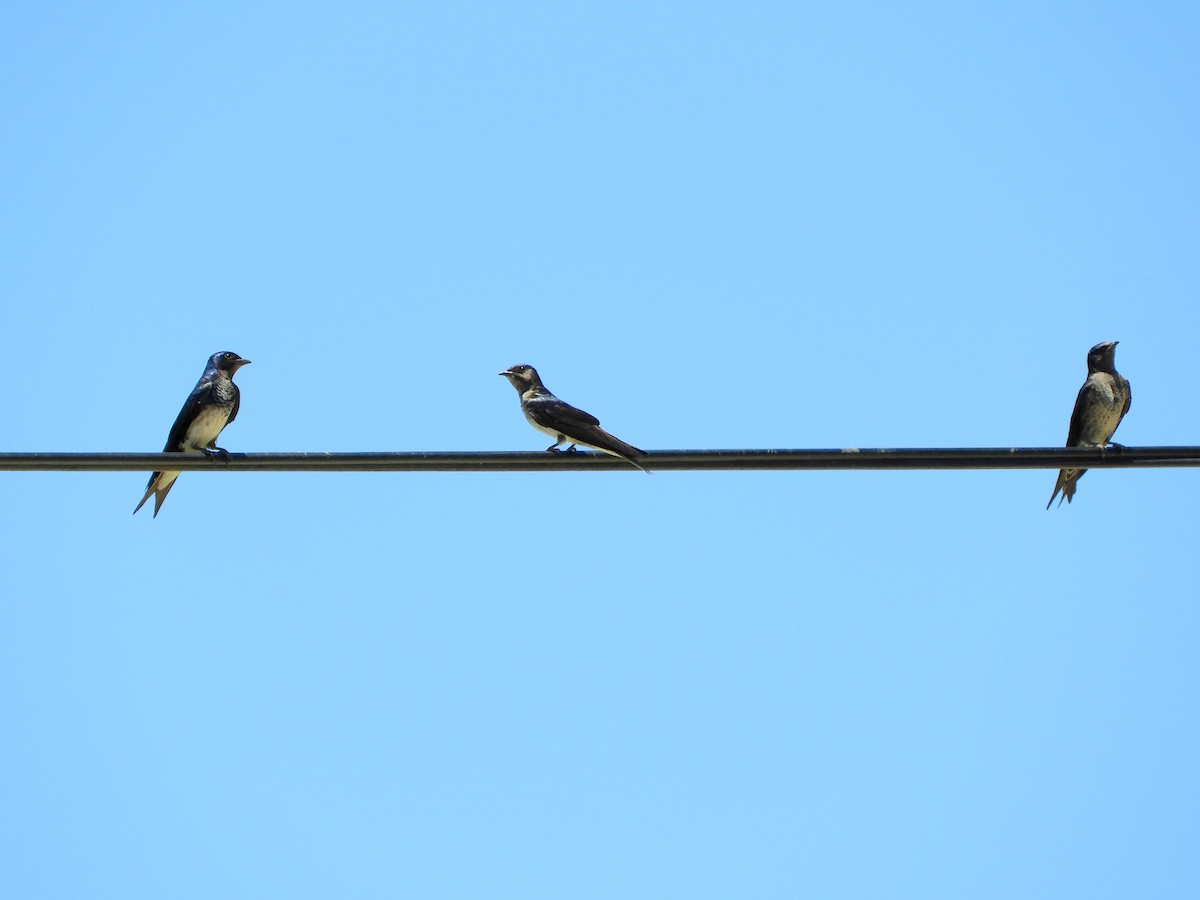 Gray-breasted Martin - ML646398282