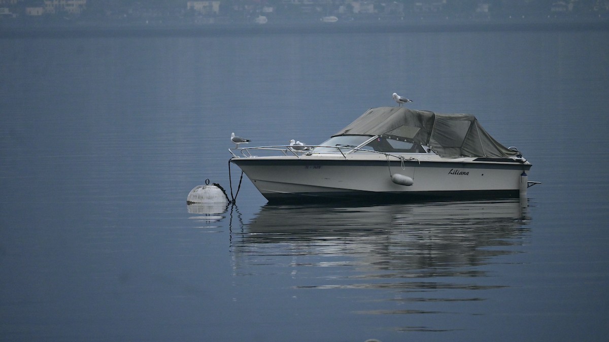 Yellow-legged Gull - ML646398283