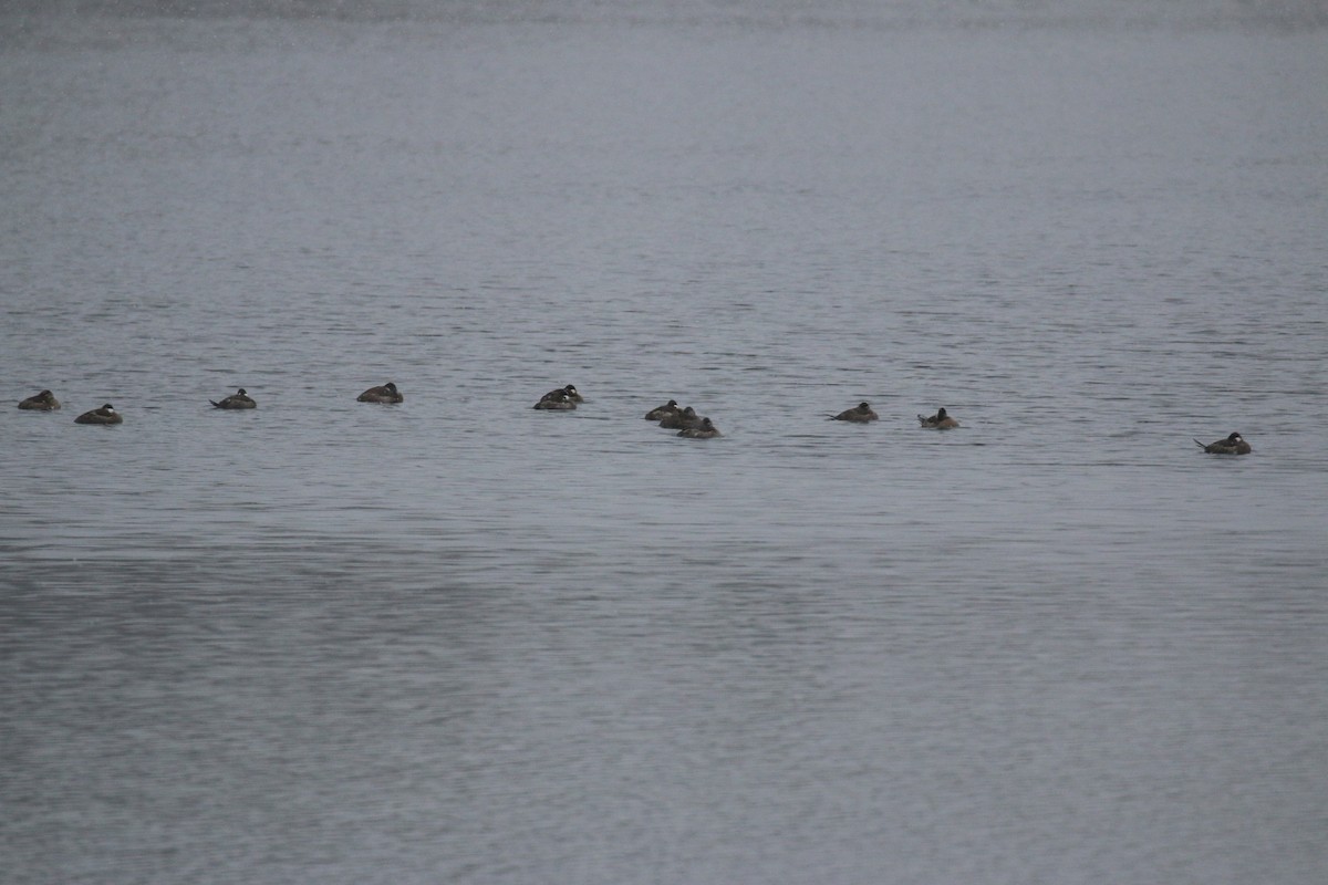 Савка американська - ML646398285