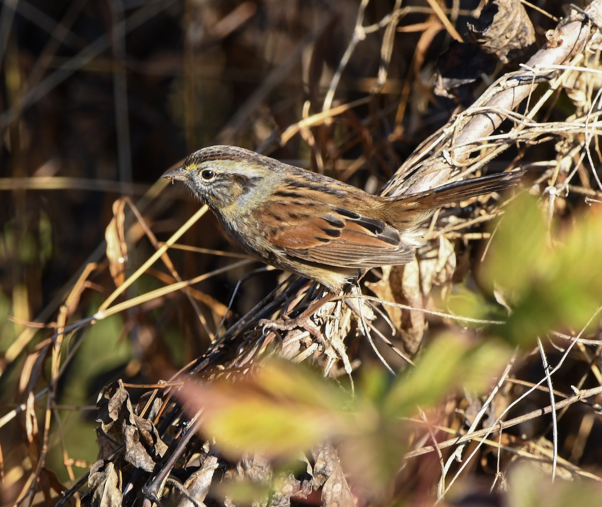 Swamp Sparrow - ML646398286