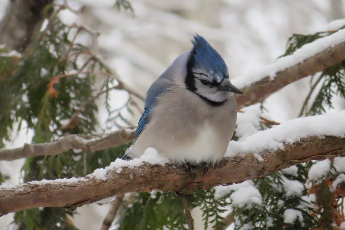 Blue Jay - ML646398287