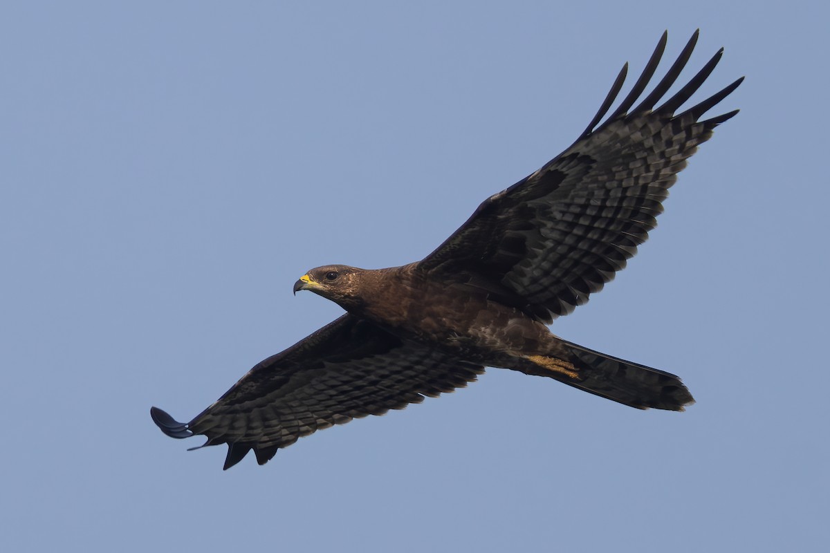 Oriental Honey-buzzard (Northern) - ML646398289