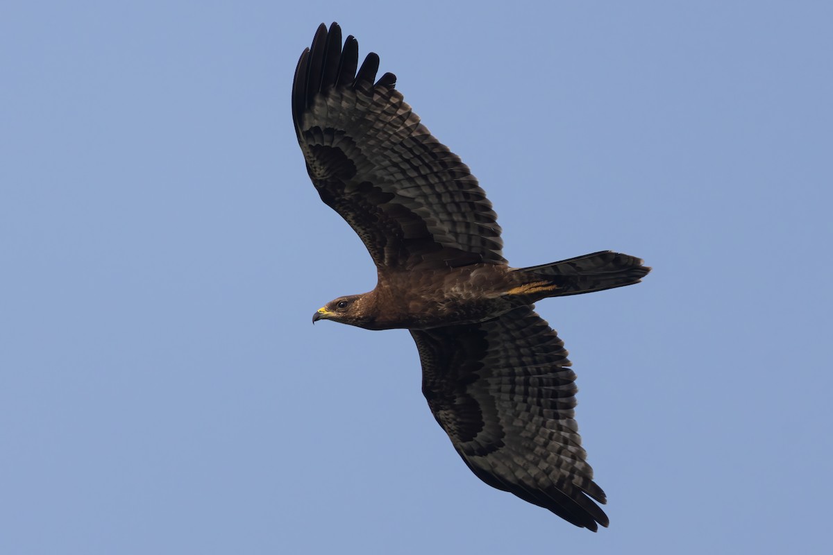 Oriental Honey-buzzard (Northern) - ML646398292