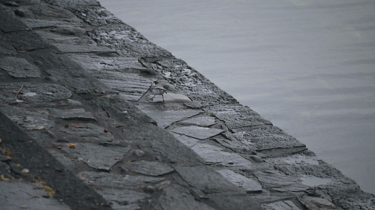 White Wagtail - ML646398296