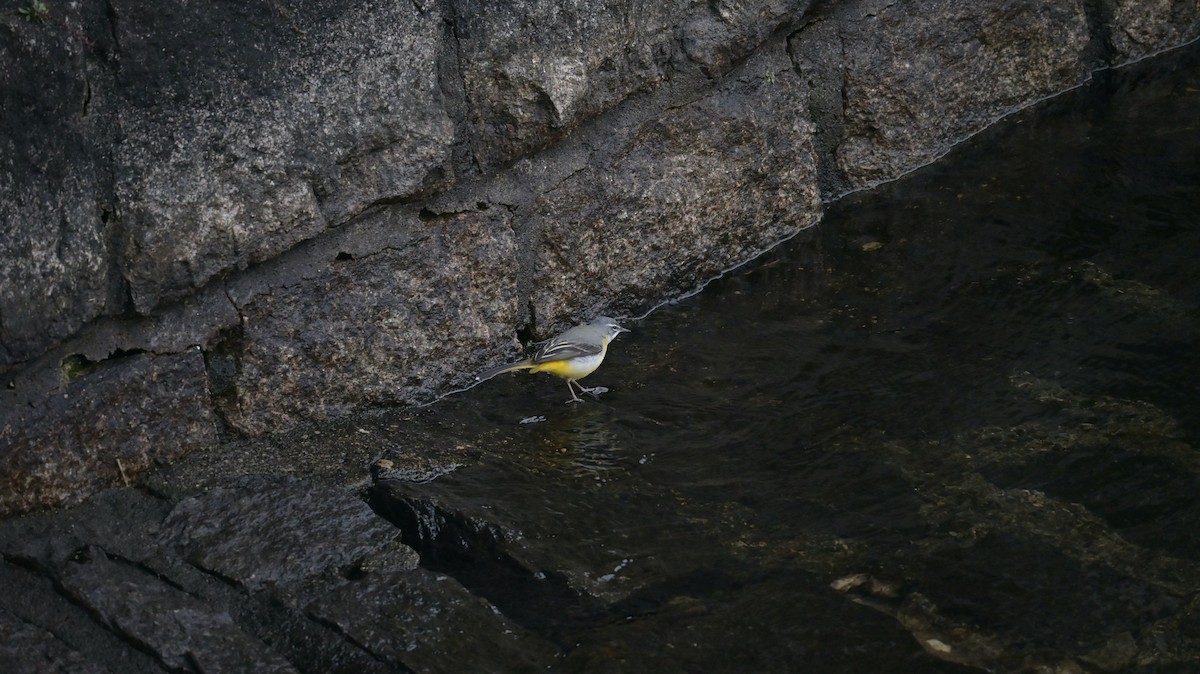 Gray Wagtail - ML646398297