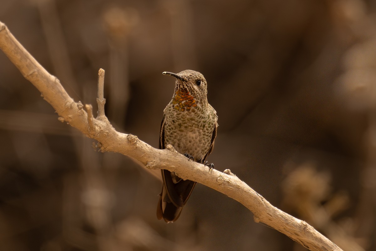 Bronze-tailed Comet - ML646398298