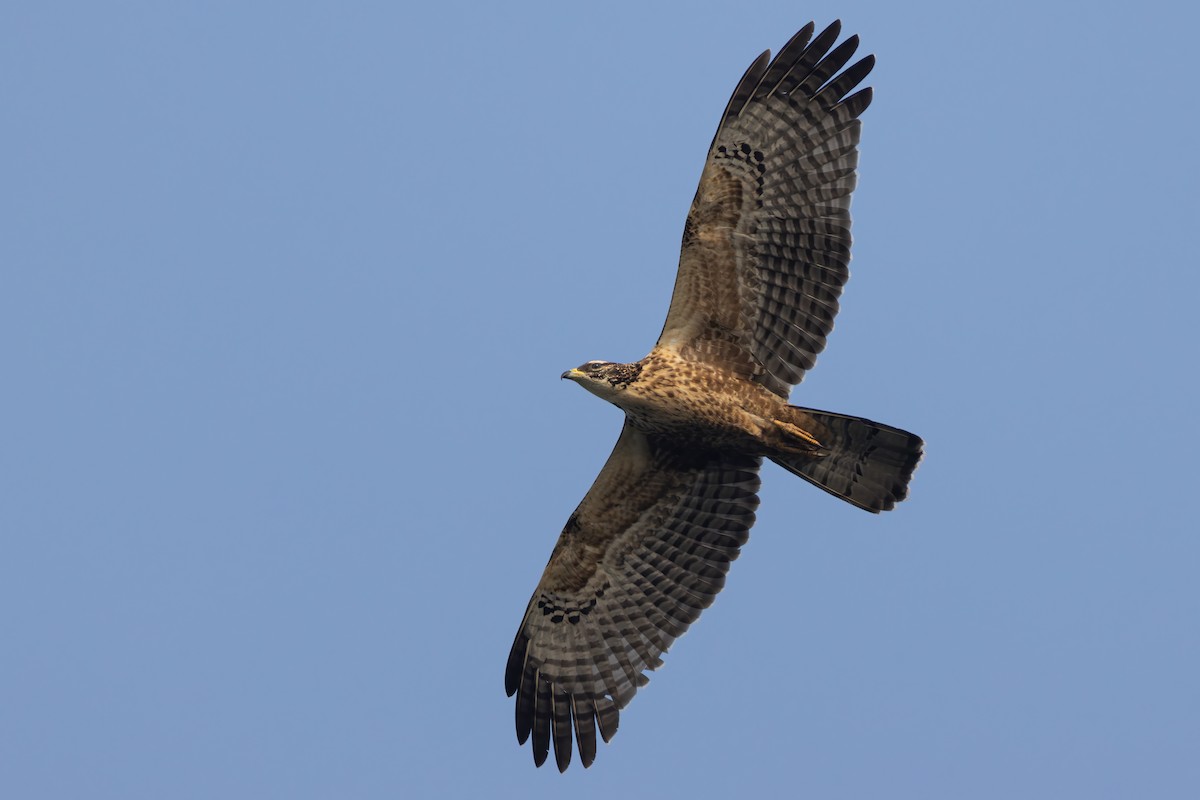 Oriental Honey-buzzard (Northern) - ML646398299