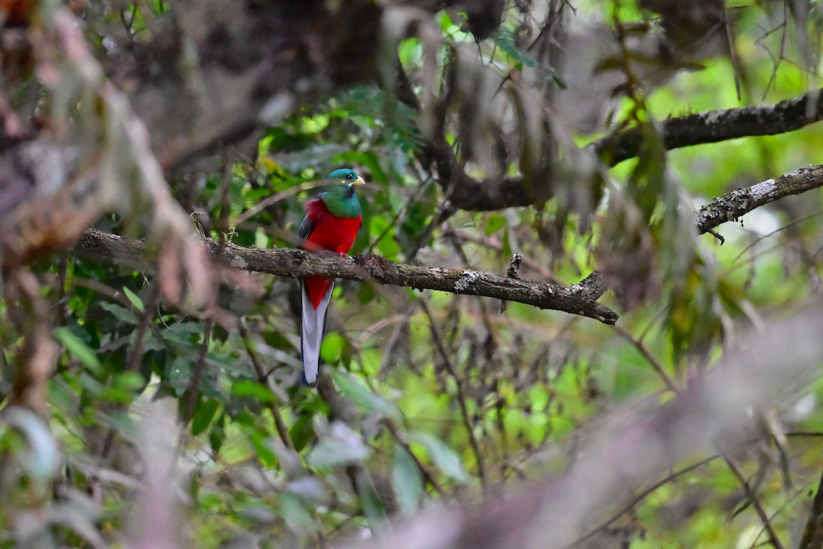 Narina Trogon - ML646398300