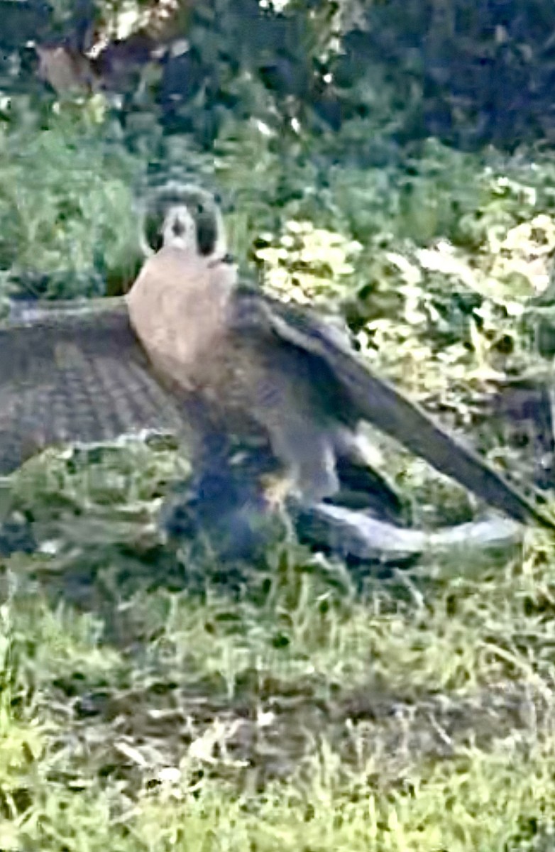Peregrine Falcon - ML646398301
