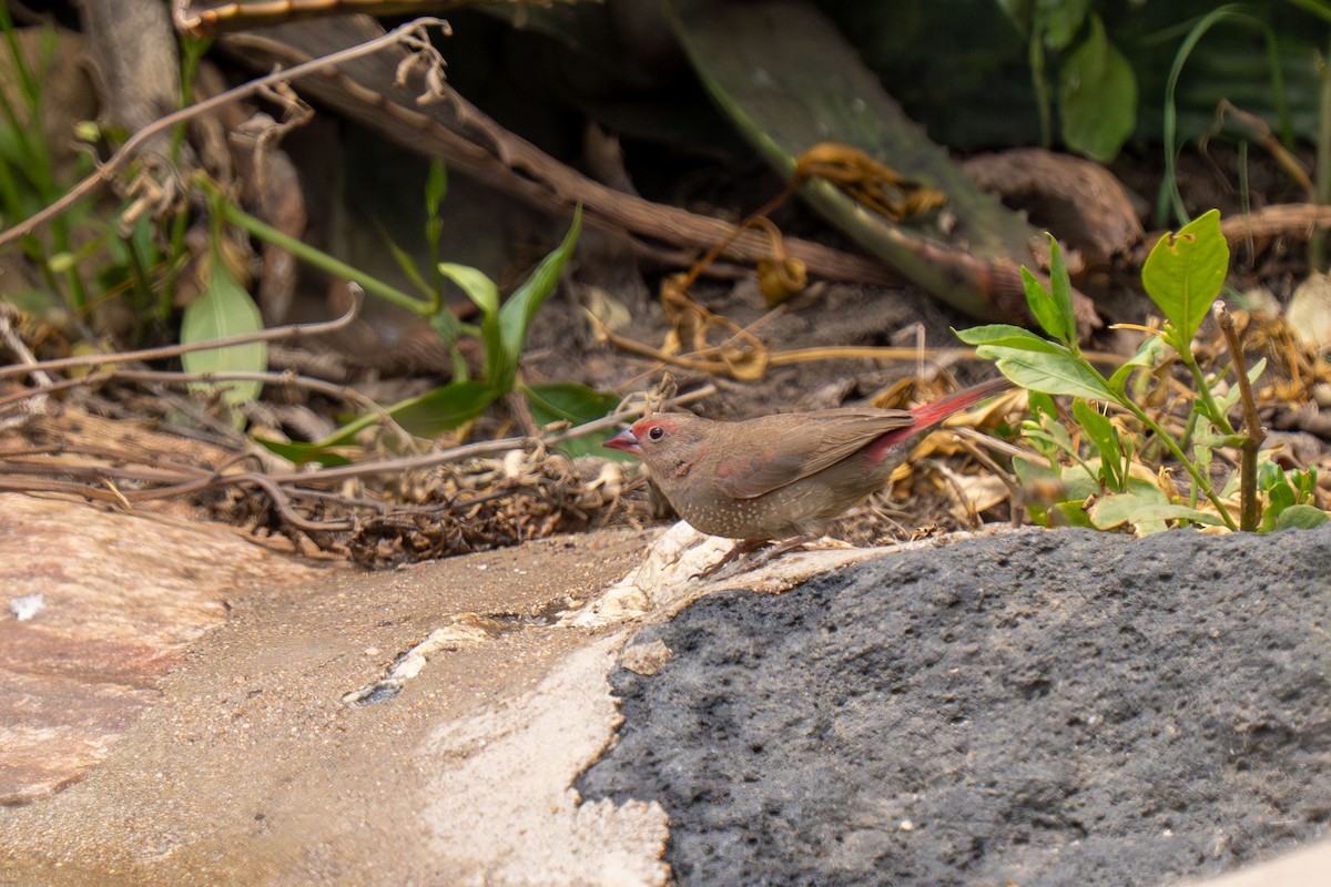 amarant rudozobý - ML646398305