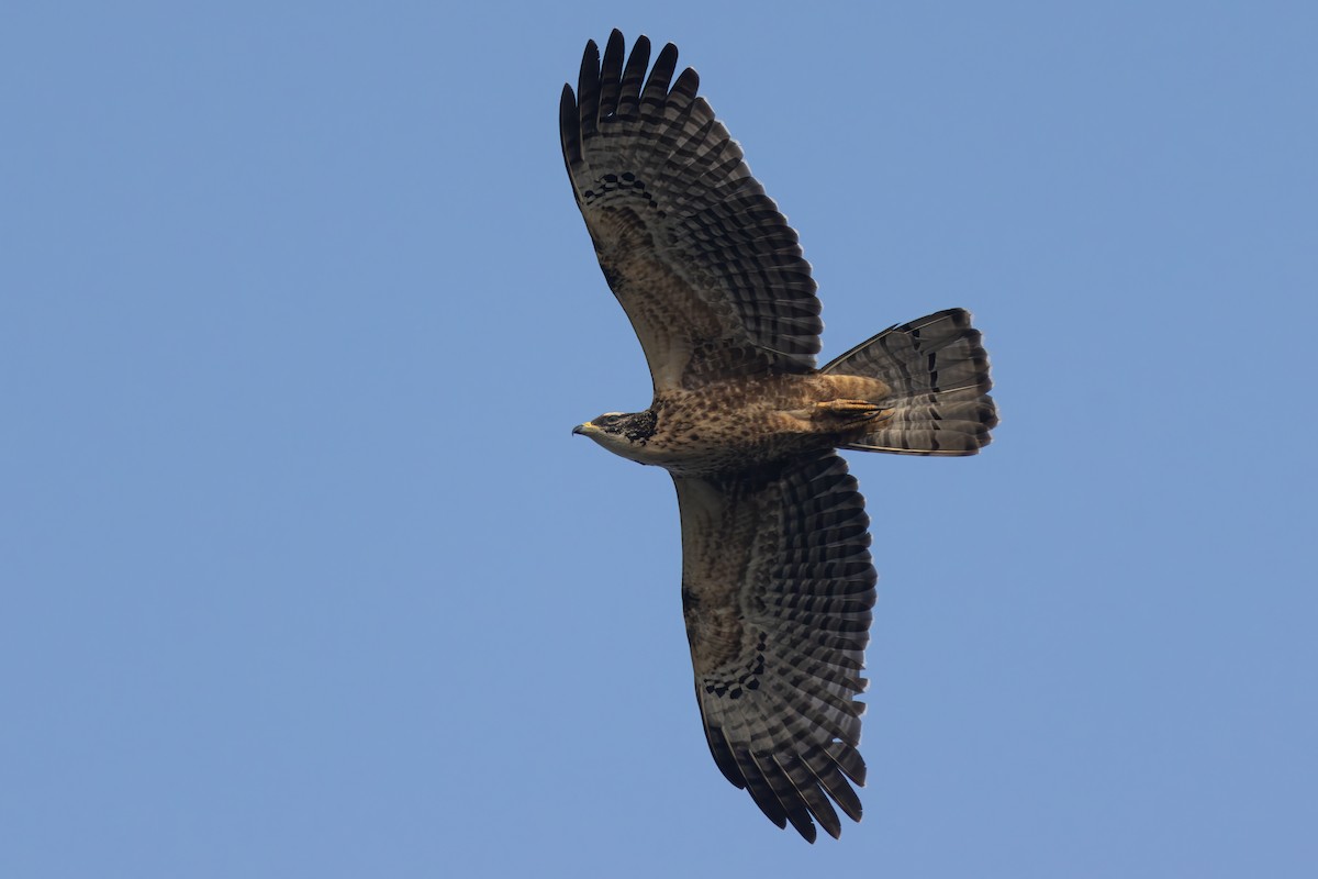 Oriental Honey-buzzard (Northern) - ML646398306