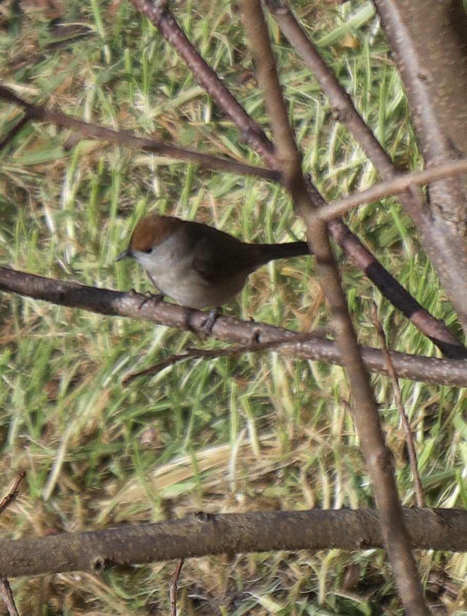 Eurasian Blackcap - ML646398307