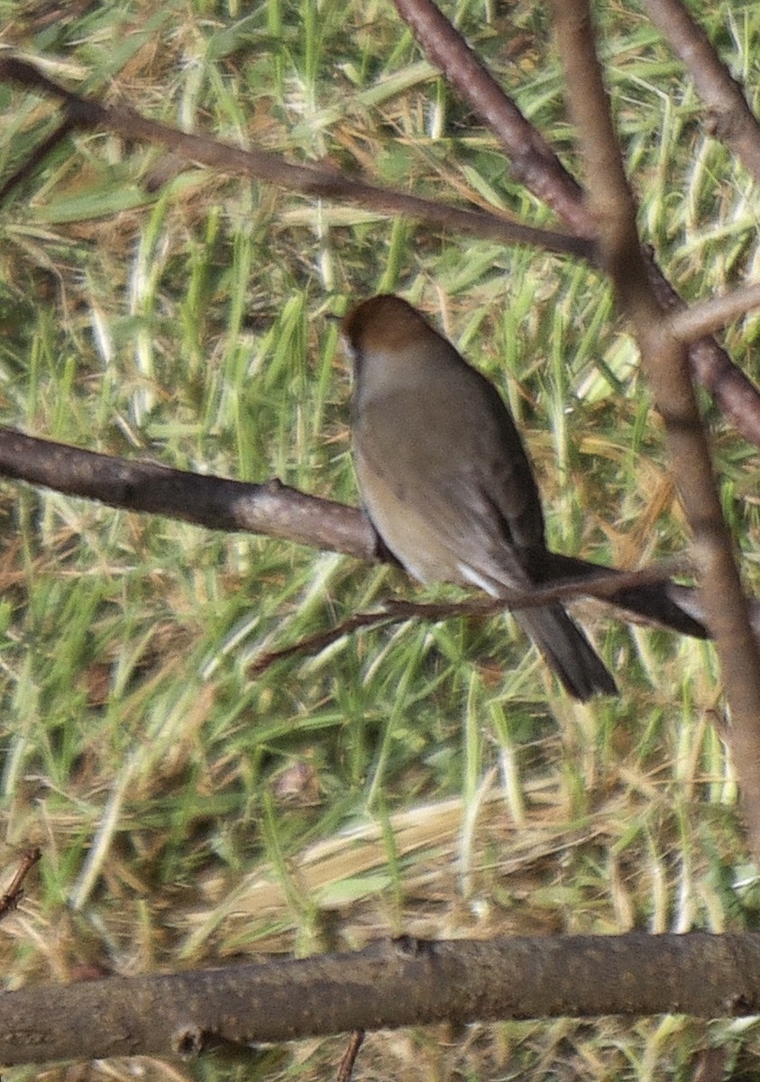 Eurasian Blackcap - ML646398308