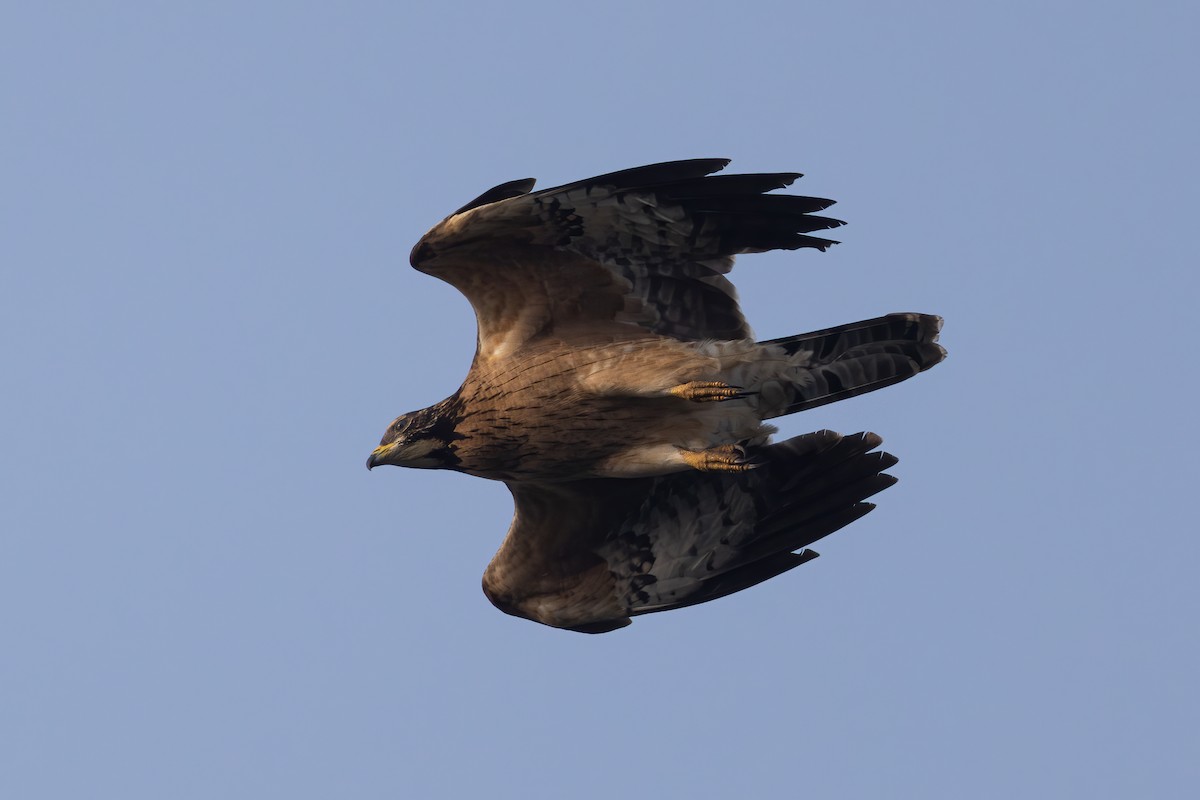 Oriental Honey-buzzard (Northern) - ML646398309