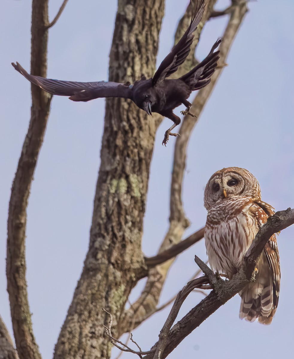 Barred Owl - ML646398313